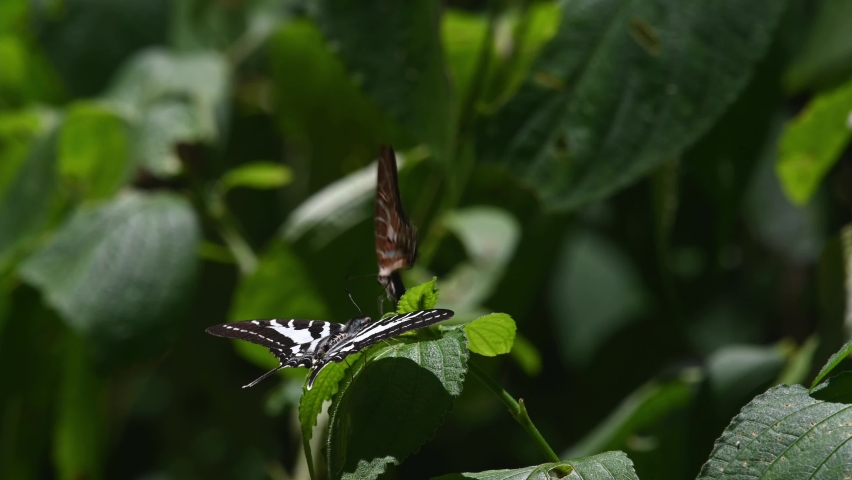 Chain Swordtail, Graphium aristeus, Kaeng Krachan National Park, UNESCO World Heritage, Thailand; seen on top of a green plant then another one climbs up to play around.