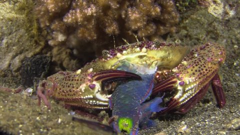 underwater shot of blue swimming crab portunus pelagic-us feeding on bleeker's parrotfish at night on sandy bottom, holding prey with two forceps, tearing flesh and chewing, walking away