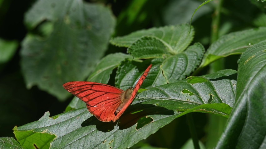 Seen on top of the leaf slightly angled while casting shadow then takes off; Orange Albatross, Appias nero, Kaeng Krachan National Park, UNESCO World Heritage, Thailand.