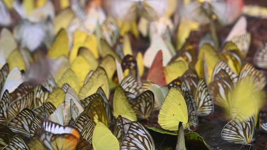 Kaleidoscope of the following butterflies; Broad-bordered Grass Yellow Eurema brigitta, Three-spotted Grass Yellow Eurema blanda, Common Gull Cepora nerissa, Kaeng Krachan National Park, Thailand.