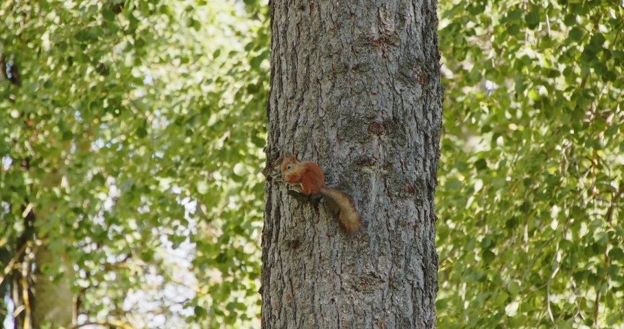 Red squirrel eating and climbing from tree trunk in Jyväskylä, Finland forest - 4k, 24fps