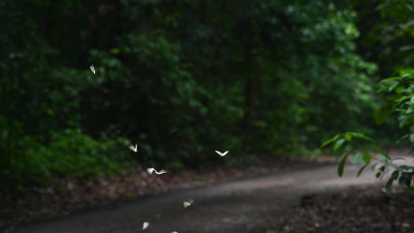 Butterflies streaming on the going somewhere in the rainforest of Kaeng Krachan National Park, UNESCO World Heritage, Thailand.