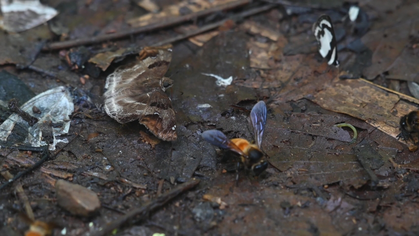 Chestnut Banded Angle, Odontoptilum angulata, Kaeng Krachan National Park, UNESCO World Heritage, Thailand; seen on the wet forest ground feeding on minerals with bees and other butterflies.