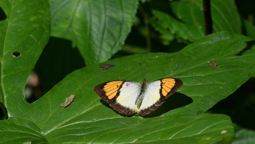 Basking on a leaf under the morning sun and then flies away; Yellow Orange Tip, Ixias pyrene, Kaeng Krachan National Park, UNESCO World Heritage, Thailand.
