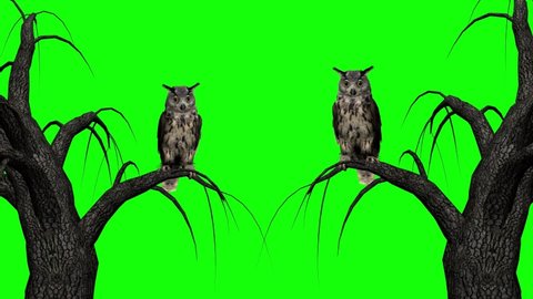Two Horned Owls - Sitting On Trees - 3D Animation Loop - Green Screen