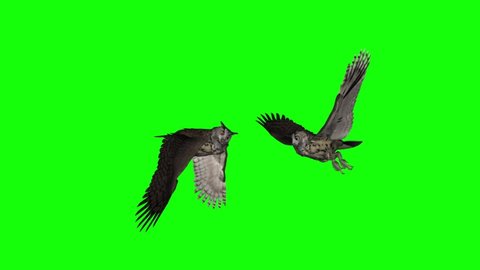 Two Horned Owls - Flying Transition  - 3D Animation Loop - Green Screen