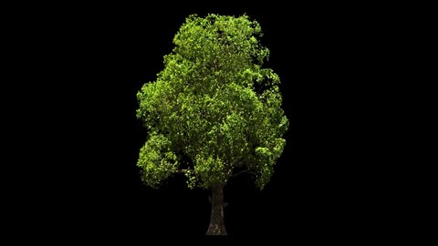 maple tree isolated on black, light wind blowing, seamless loop animation 4K