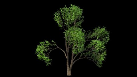 huge elm tree isolated on black with alpha matte, small wind blowing, seamless loop animation 4K