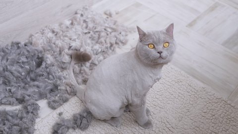 Trimmed, Bald, Domestic British Grey Cat sits on the Floor with a Pile of Shorn Fur. A lot, of soft wool lie after a haircut. Predator with brown Eyes, waving head. Grooming pets. Slow-motion. 4K.