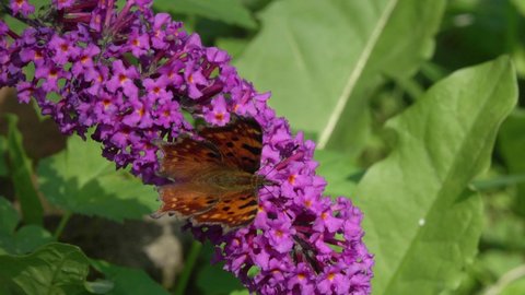 Beautiful yellow Butterfly collects nectar on a Buddleja flower. Butterfly Comma (Polygonia c-album). Blooming Buddleja Davidii flower