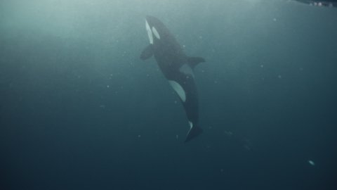 Underwater video as a killer whale floats to the surface to gain air. Hunt in ocean for herring near fjords of Tromso. Exclusive footage Filmed on a RED camera during a scientific expedition to Norway