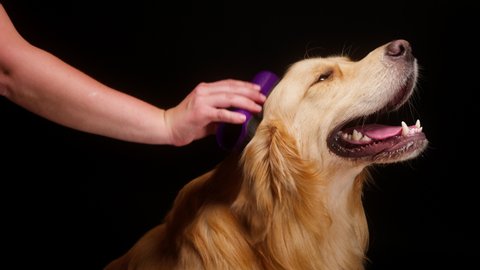 Combing Golden retriever on black background, stroking gold labrador dog with open mouth and sitting close up. Shooting of petting domestic pet in studio. Animal care concept.