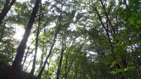 Tilt up from green beech forest with sunlight through trees (with environmental sound)