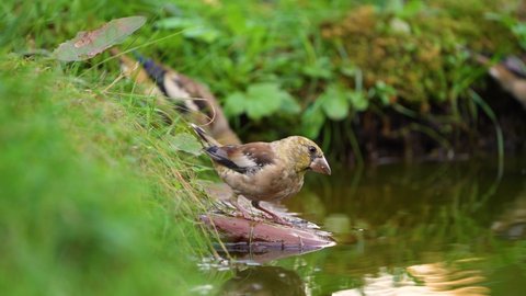 Hawfinch birds on a pond drinking water close-up