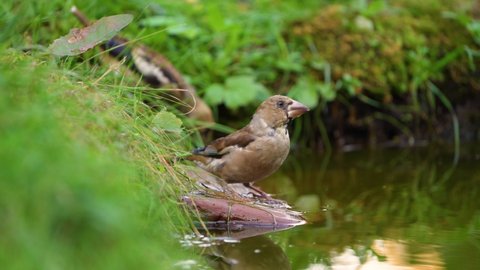 Hawfinch birds on a pond drinking water close-up
