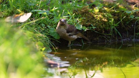 Hawfinch bird on a pond drinking water close-up