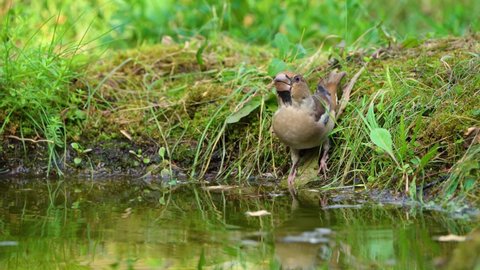 Hawfinch bird on a pond drinking water close-up