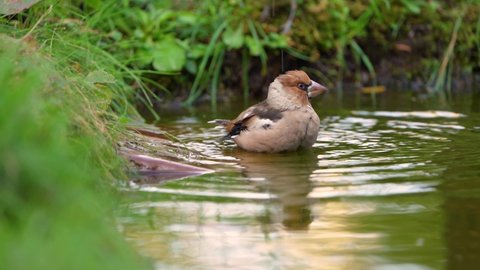 The Hawfinch bird swims in a forest pond with moss-covered banks close-up