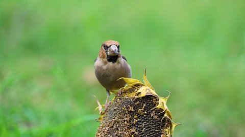 Hawfinch bird sits on a sunflower and pecks sunflower seeds, close-up