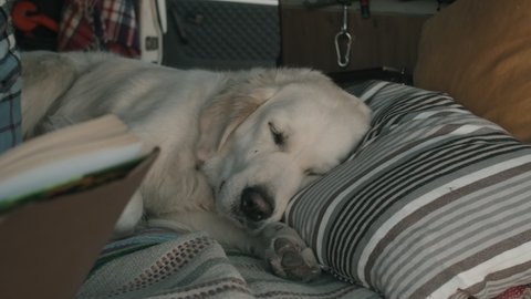 Close up shot of relaxed golden retriever dog lying in van next to female owner as she reading book and eating apple in evening