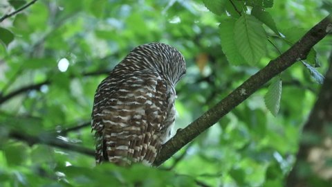 An adult Barred owl perched in the forest turns its head to the left before looking right again. 