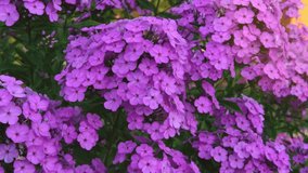 Beautiful pink purple phlox grow in the summer garden. Phlox close-up swaying in the wind. Video clip 4k