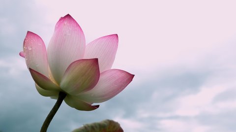 4K footage , pink lotus flower  on green lotus leaf, lotus farm. 