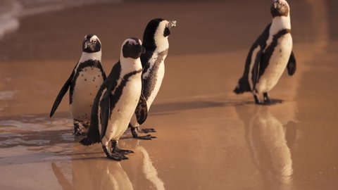 Footage of African penguins swimming and clumsily walking on the beach in the stunning sunshine at Boulders Beach Penguin Colony, Simon’s Town, Cape Town, South Africa.