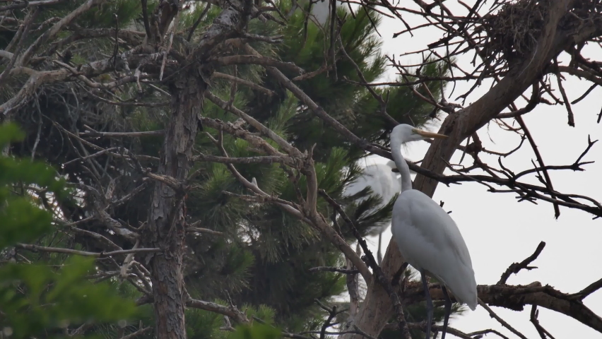 The great egret, also known as the common egret. Herons nest in the trees near the swamp.