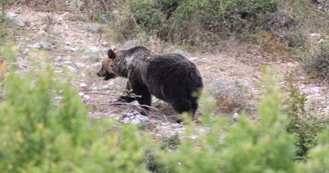 Marsican brown bear in the national park of Abruzzo