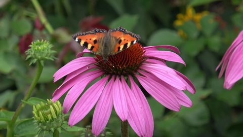 Echinacea purpurea flowering coneflowers. Butterfly, bumble-bee on a blossoming flower.