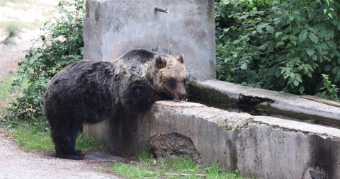 Marsican brown bear in the national park of Abruzzo