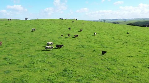 Beef cows and calfs grazing on grass in south west victoria, Australia. eating hay and silage. breeds include speckled park, murray grey, angus and brangus.