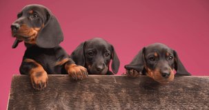 three adorable teckel dogs resting in their wooden bed, looking behind and to side on pink background