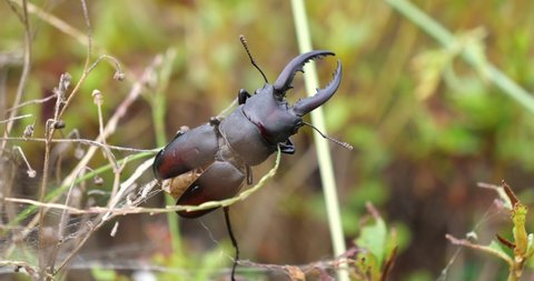 Sawtooth Stag Beetle  or Saw Stag Beetle (Prosopocoilus inclinatus) suffers by spider web on the plant
