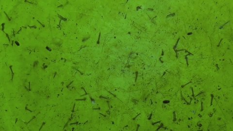 mosquito larvae on green background