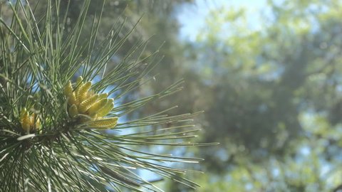 Pollination of gymnosperms with the help of wind. Pollen flies from flowering inflorescences of a pine in the rays of the sun, slow motion video. 