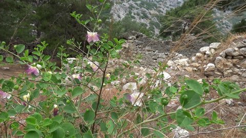 Olimpos, Antalya, Turkey - 29th of May 2021: 4K Flowering caper bush and remains of Olimpos city
