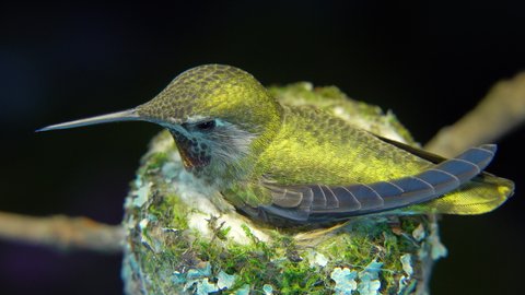 Hummingbird shining with different colors from various reflective angles