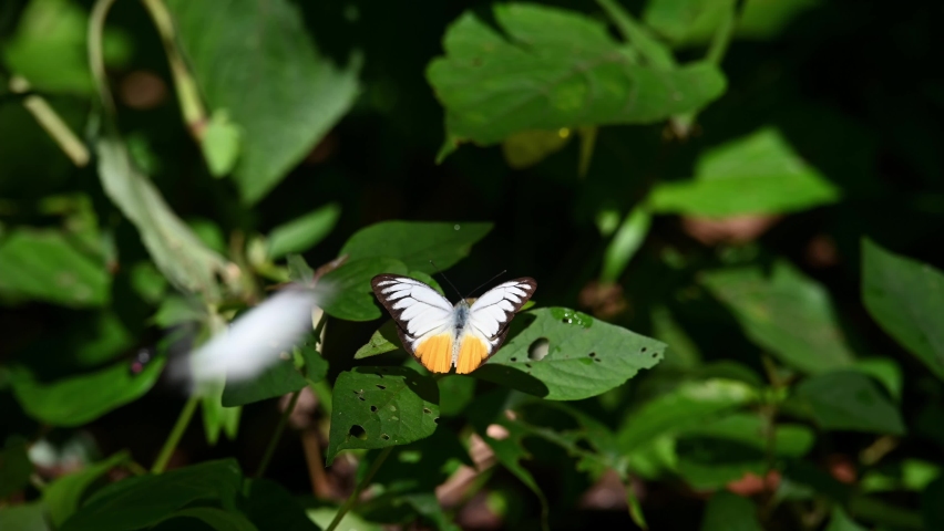 Orange Gull, Cepora iudith, Kaeng Krachan National Park, UNESCO World Heritage, Thailand; seen spreading its wings while perched on a leaf.