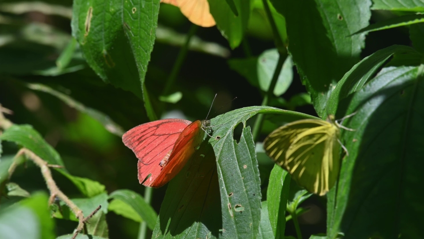 Orange Albatross, Appias nero, Kaeng Krachan National Park, UNESCO World Heritage, Thailand; hanging on a leaf with another yellow butterfly during a bright windy sunny day.