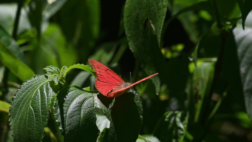 Seen on top of a plant moving with some wind in the rainforest while other butterflies fly around; Orange Albatross, Appias nero, Kaeng Krachan National Park, UNESCO World Heritage, Thailand.