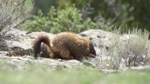 A pair of marmots playfully wrestle on a windy day high in the mountains of Wyoming.