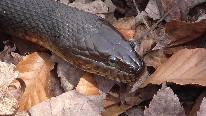 Northern Water Snake (nerodia sipedon) sunning itself in spring
