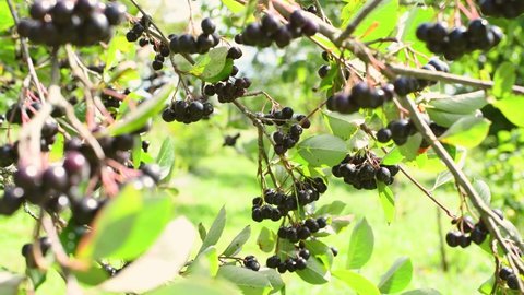 Bunch of black chokeberry (Aronia melanocarpa) berries hanging on bush twigs and illuminated by sun during cloudy day