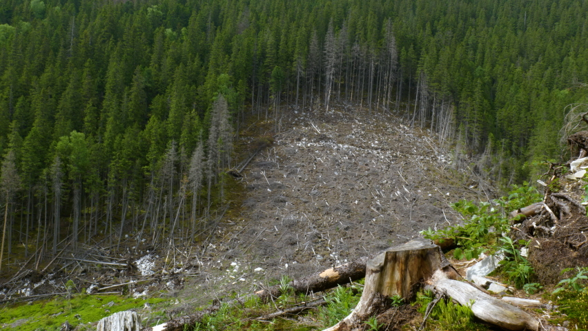Felled forest in the Ukrainian Carpathians. Ecological catastrophy | Shutterstock HD Video #1078703117