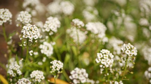 Tender white flowers in garden, California USA. Springtime meadow romantic atmosphere, morning delicate pure greenery. Spring fresh garden or lea in soft focus. Natural botanical blossom close up.