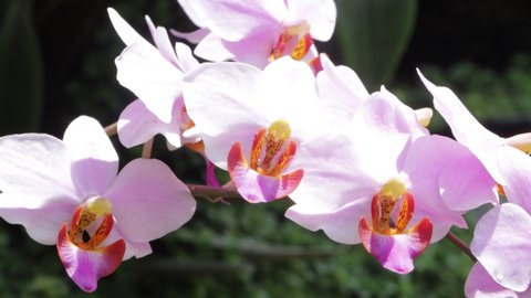 Phalaenopsis or purple orchid flowers blooming in spring decorate the beauty of nature, rare wild orchids decorate tropical gardens