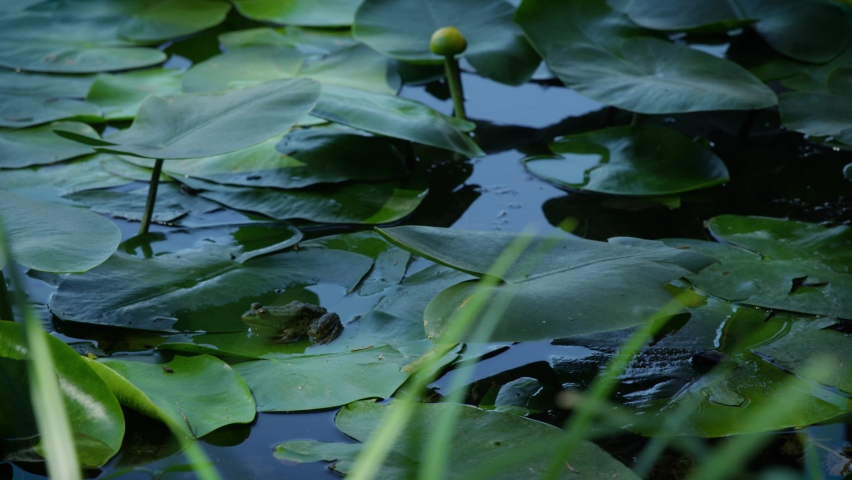 Frog on the leaves by the lake