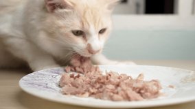 Cat is eating chicken meat on plate at home. 4k video.